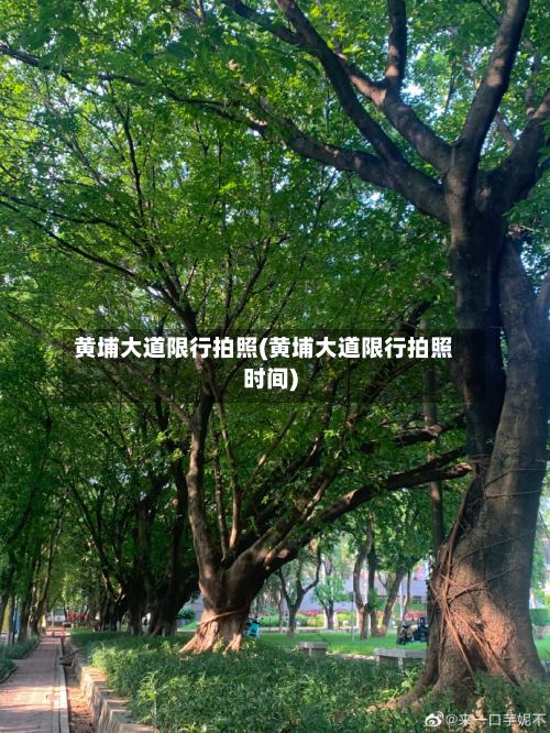 黄埔大道限行拍照(黄埔大道限行拍照时间)