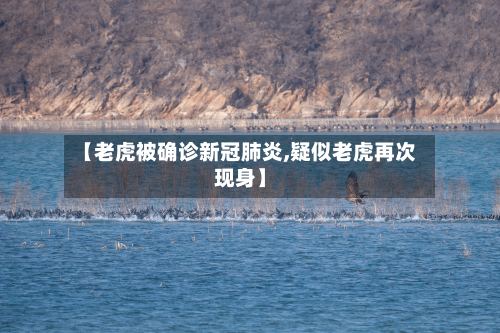 【老虎被确诊新冠肺炎,疑似老虎再次现身】-第2张图片