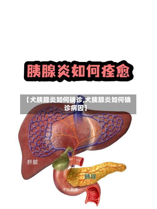 【犬胰腺炎如何确诊,犬胰腺炎如何确诊病因】