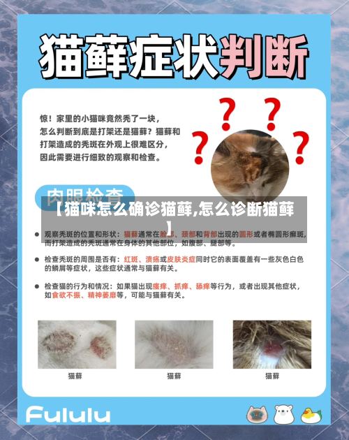 【猫咪怎么确诊猫藓,怎么诊断猫藓】