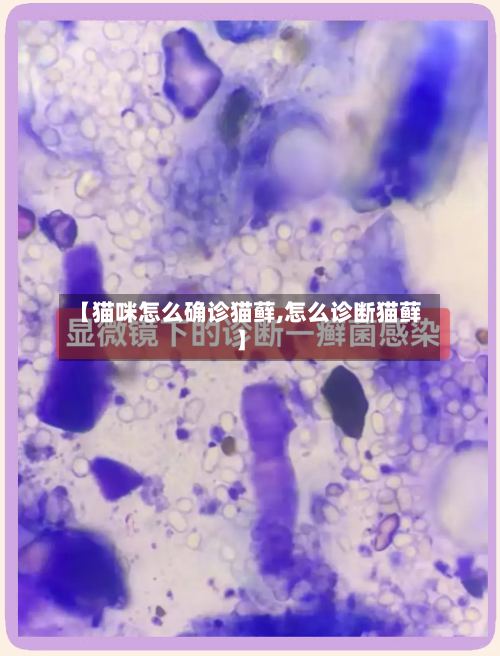 【猫咪怎么确诊猫藓,怎么诊断猫藓】-第3张图片