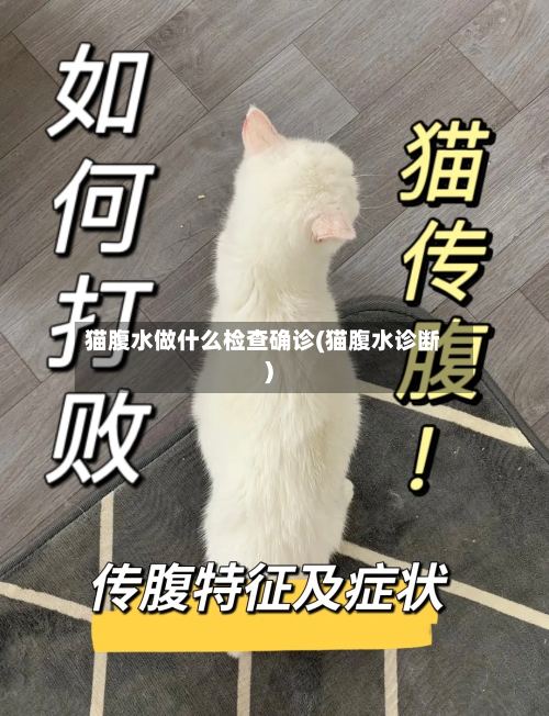 猫腹水做什么检查确诊(猫腹水诊断)