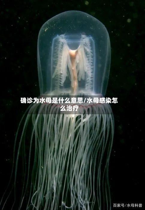确诊为水母是什么意思/水母感染怎么治疗-第3张图片
