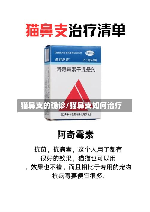 猫鼻支的确诊/猫鼻支如何治疗-第2张图片