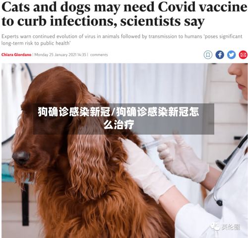 狗确诊感染新冠/狗确诊感染新冠怎么治疗